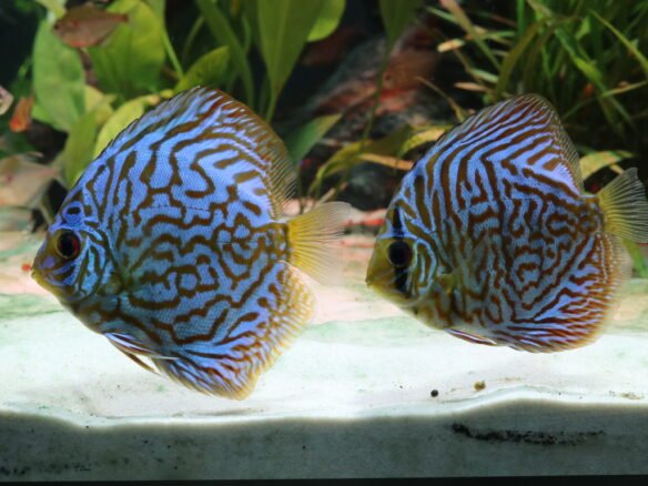 oceanic5