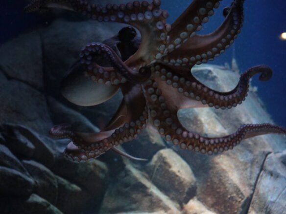 oceanic6