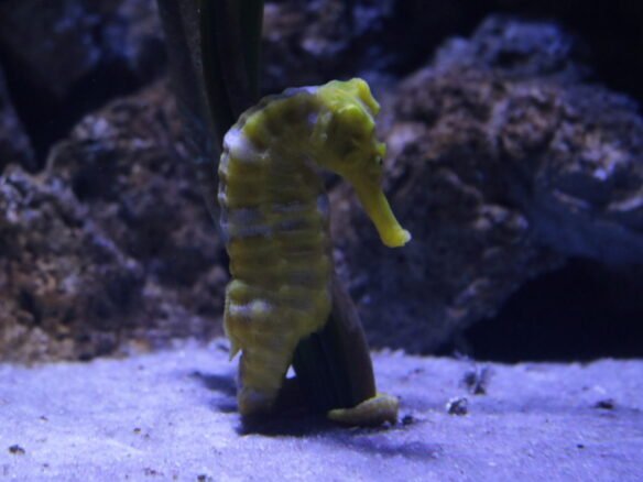oceanic9